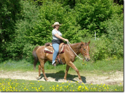 Jacky, Quarter Horse Stute, geb. 2000